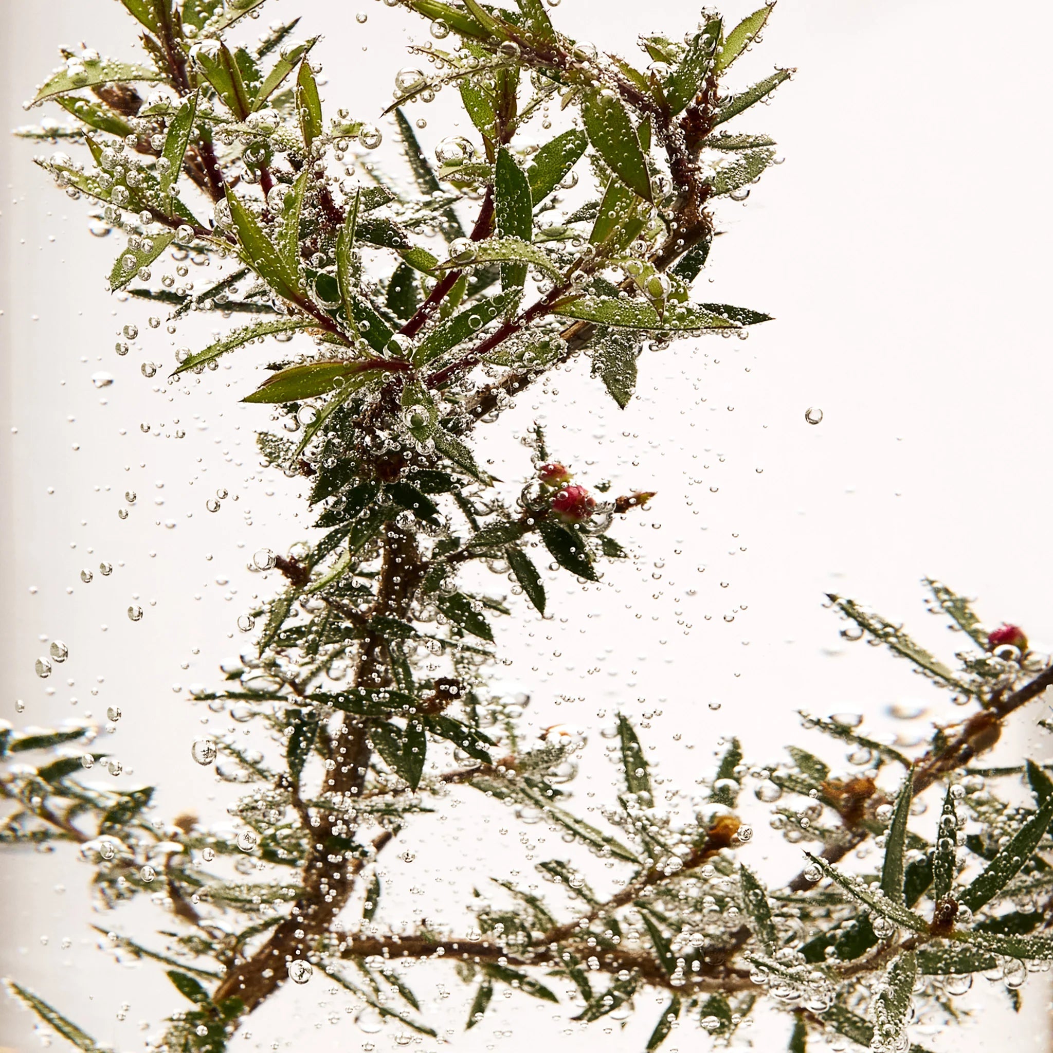 Tea Tree Oil